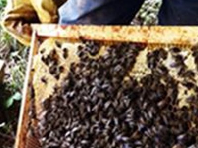 Craft of Natural Beekeeping: 6 Week Course