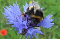 Plant a Pot for Pollinators & Buglife Pollinator Survey