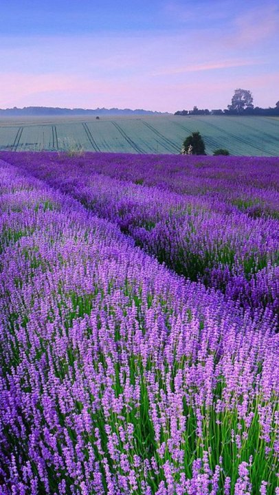 Fields of Norfolk Lavender - Creativity Coach