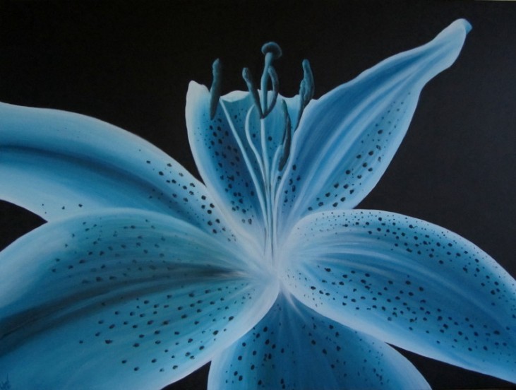 Teal Lily