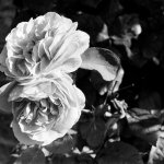 Christina Rossetti on the beauty of the rose