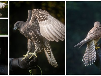 Falconry Photography with Woodland Hawking - March