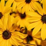Malt Garden & Gardening tips with Ware in Bloom & RHS - FREE