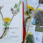Nature Journalling - Wildflowers