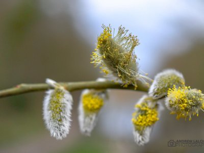 Photographic Early Spring Nature Walk in Cassiobury Park Nature