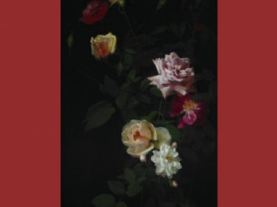 The Rose in Poetry: illustrated poetry anthology