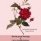 The Rose: the botanical drawings of Pierre-Joseph Redouté / <span itemprop="startDate" content="2022-04-09T00:00:00Z">Sat 09 Apr 2022</span>