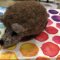 Needle felted hedgehog with June Durrant / <span itemprop="startDate" content="2020-04-22T00:00:00Z">Wed 22 Apr 2020</span>