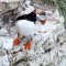 Puffin pic / <span itemprop="startDate" content="2018-04-11T00:00:00Z">Wed 11 Apr 2018</span>