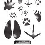 Woody's Wildlife Walks: Animal Tracks and Signs