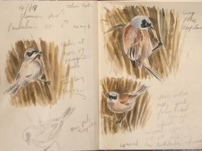 Artist Talk: Mike Langman -A Passion for Bird illustration