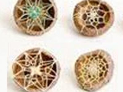 Craft of Natural Button Making