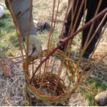 Creative Workshops: Simple Willow Structures