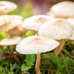 Fungi: The Good The Bad & The Ugly