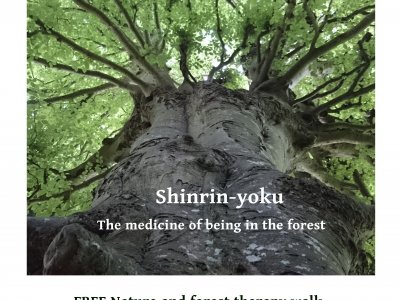 Shinrin-yoku - Forest Therapy walk