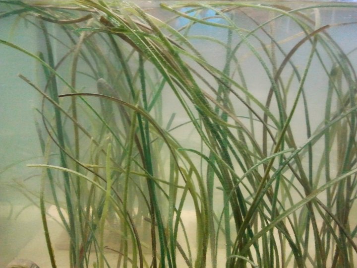 Artifical sea grass for BBC Natural History Unit