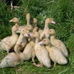 Aylesbury Ducklings at Occombe Farm