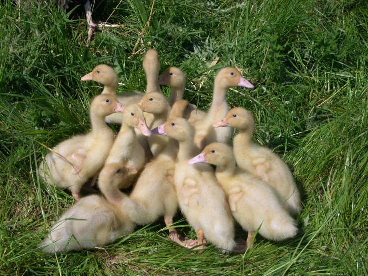 Aylesbury Ducklings at Occombe Farm