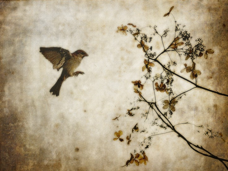 Bird and Flowers