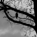 Bird In A Tree