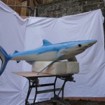 Blue Shark 8ft