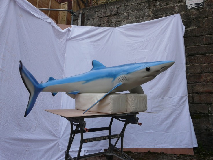 Blue Shark 8ft