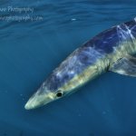 Blue Shark off West Cornwall