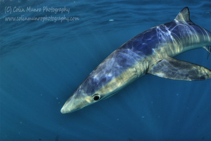 Blue Shark off West Cornwall