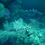 Coral and sea fans in National Marine Aquarium