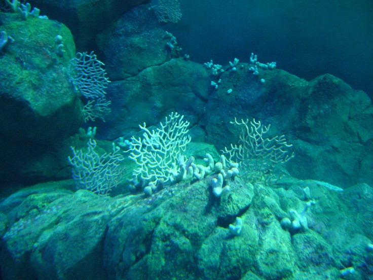 Coral and sea fans in National Marine Aquarium