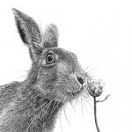 Curious Hare