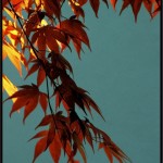 Dartington Japanese Maple