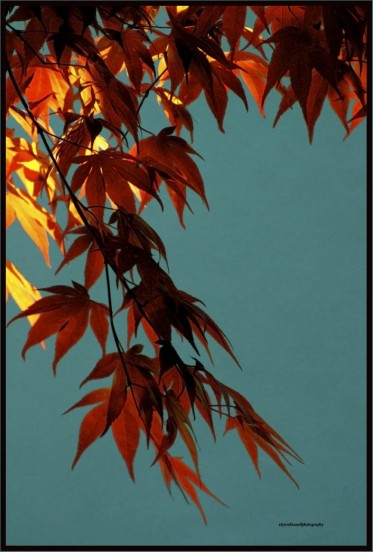 Dartington Japanese Maple
