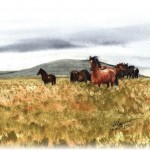 Dartmoor Horses