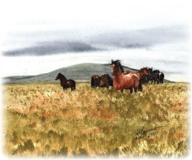 Dartmoor Horses