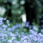 Forget me not woods