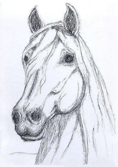 Horse2