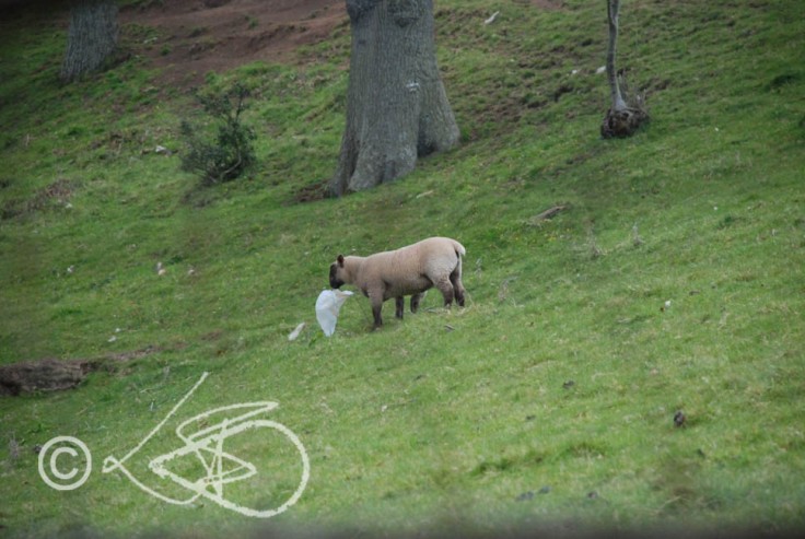 In a field in Devon .. (2007)