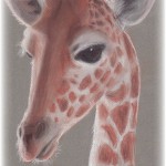 A tribute to the Paignton Zoo Giraffes - chalk