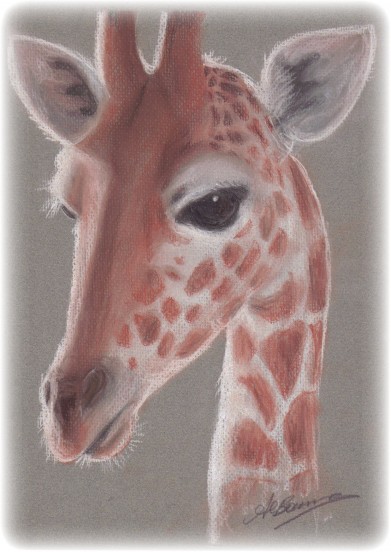 A tribute to the Paignton Zoo Giraffes - chalk