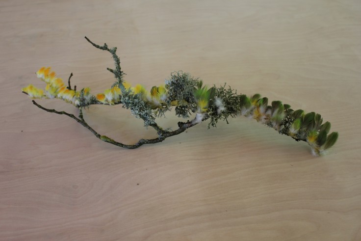 lichen parrot branch
