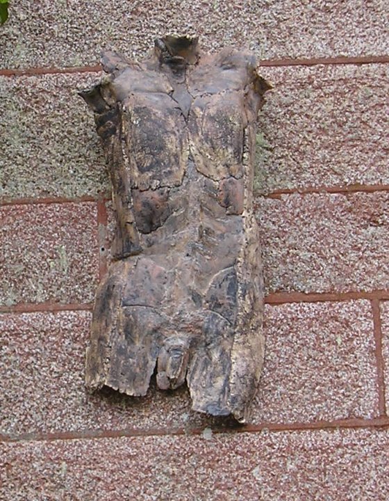 Life size male torso 2, entry for Delamore 2012