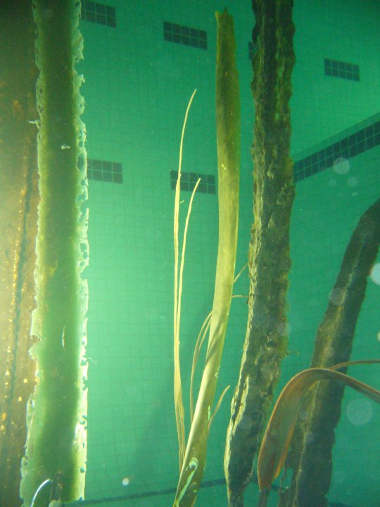 New large Kelp. Pool Tests
