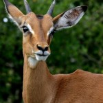 Nyala/Impala.. Deer? Something to that effect!