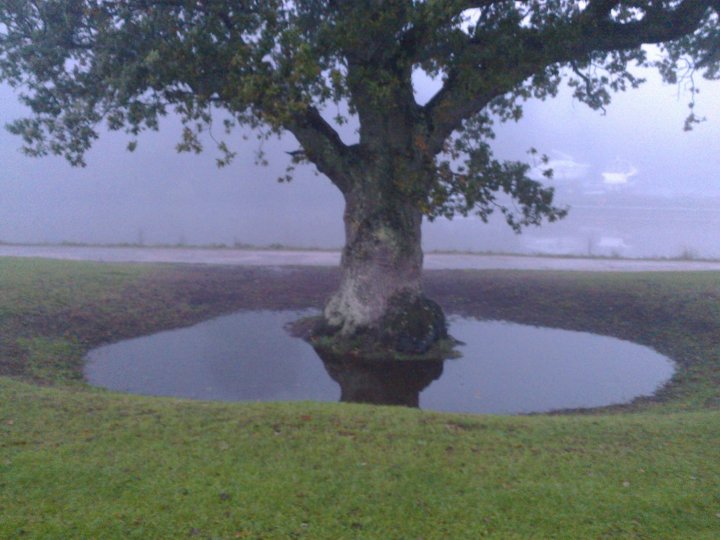 oak in a moat