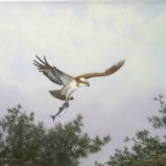 Osprey. Original oil by Peter Duffield