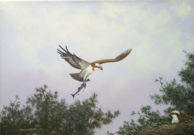 Osprey. Original oil by Peter Duffield