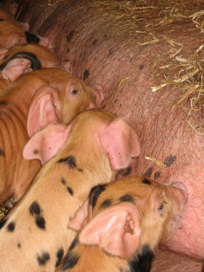 Oxford sandy & black piglets at Occombe Farm