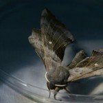 Poplar hawk moth found on site.