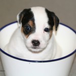 puppy in its bowl